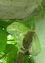 Makifrosch
